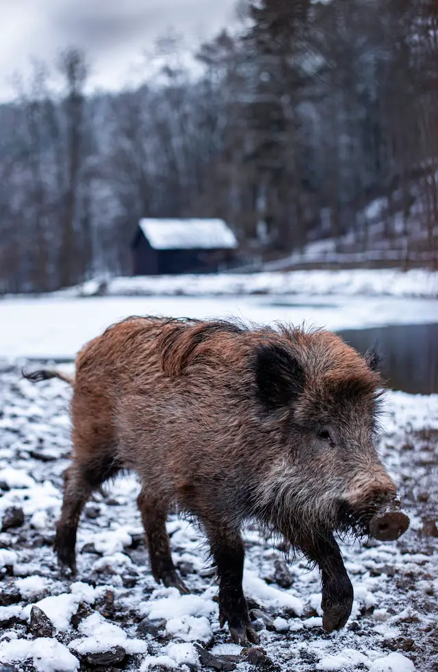 The plural of boar is boars