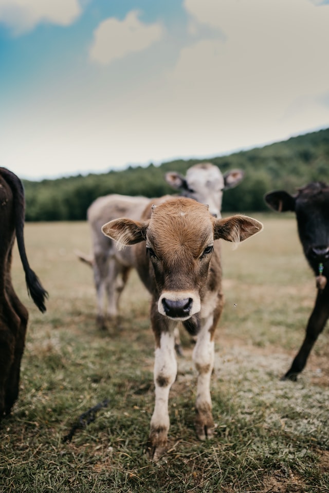 The plural of calf is calves