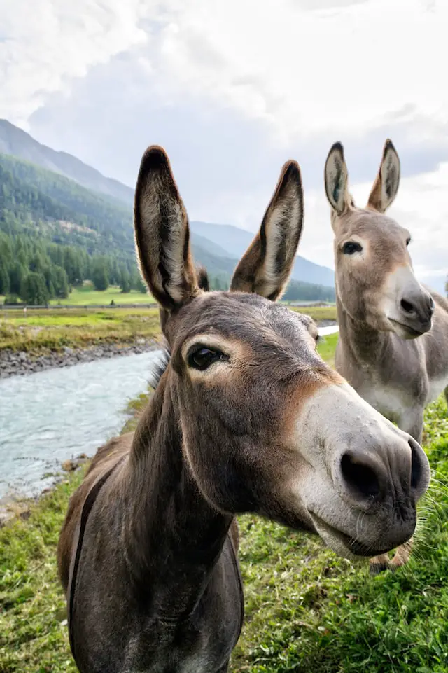 The plural of donkey is donkeys