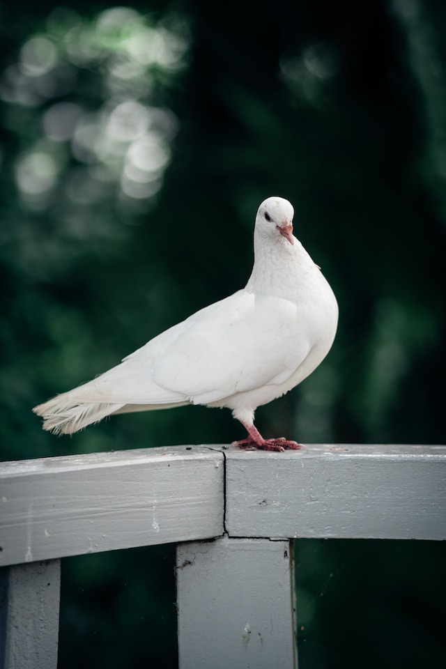 The plural of dove is doves