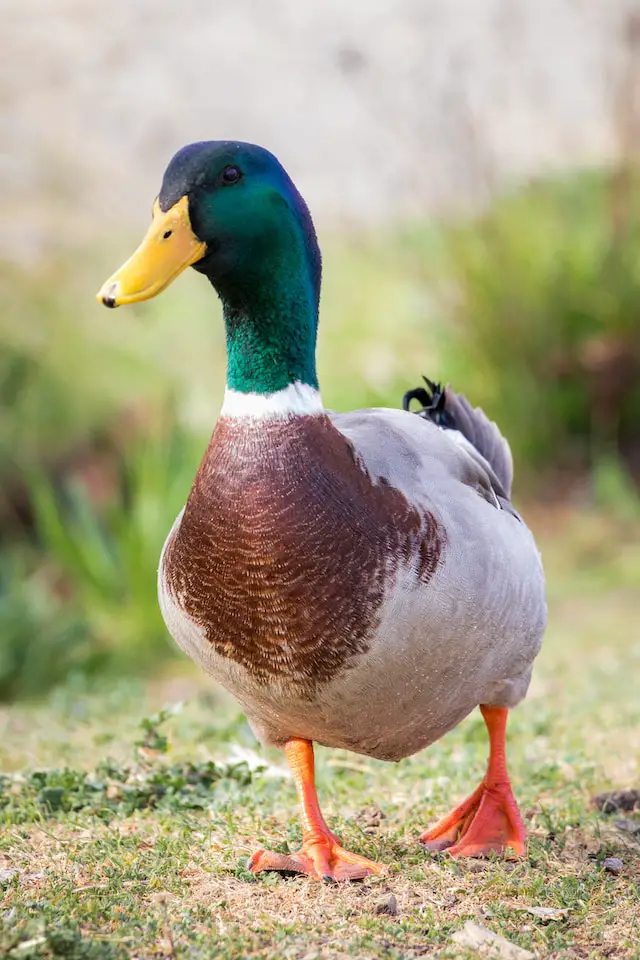 The plural of duck is ducks