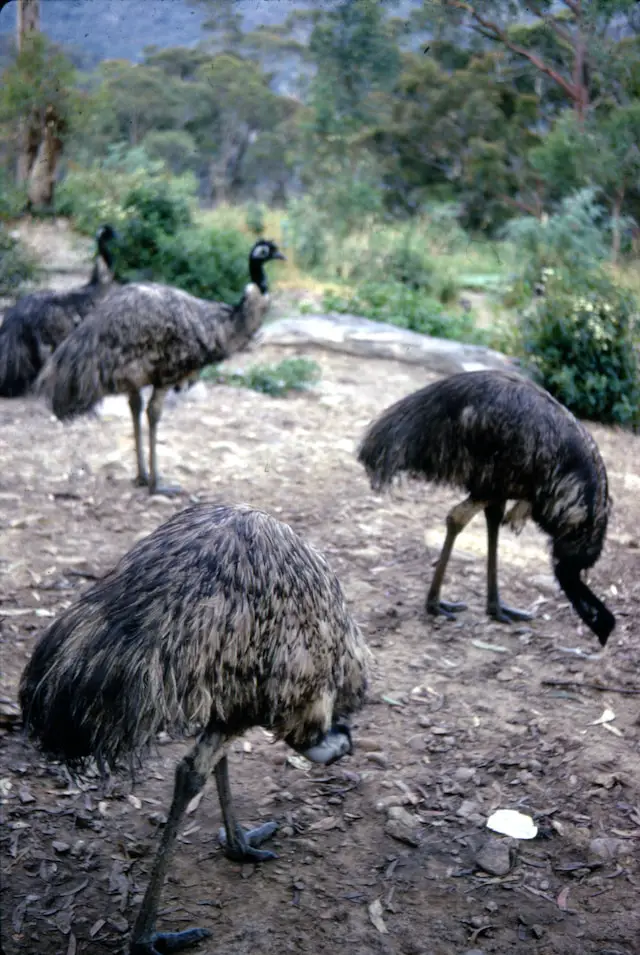 The plural of emu is emus