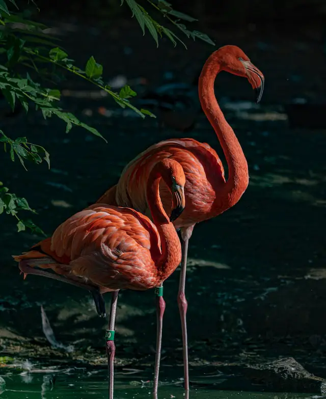 The plural of flamingo is flamingos