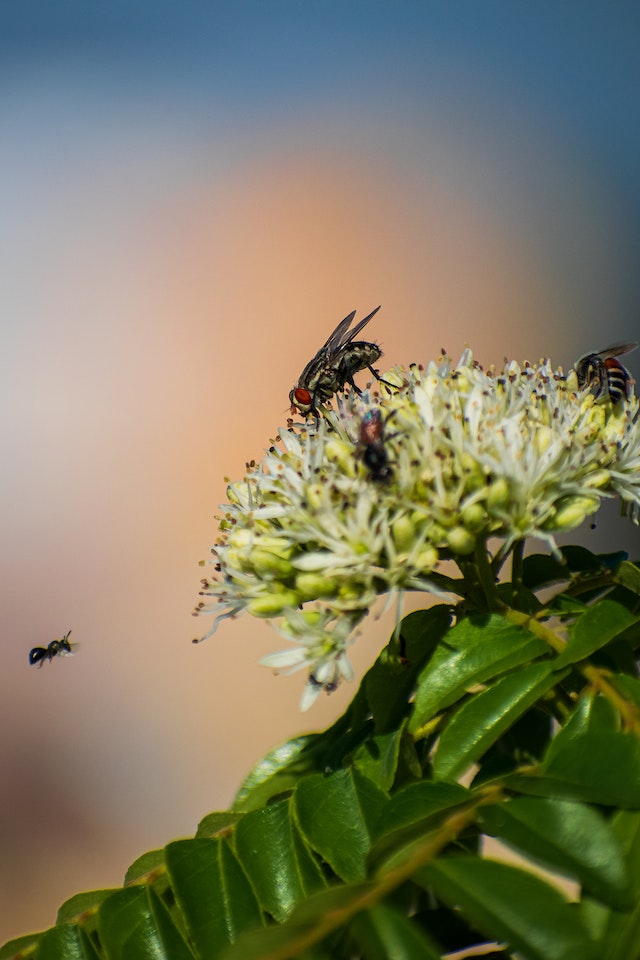 The plural of fly is flies