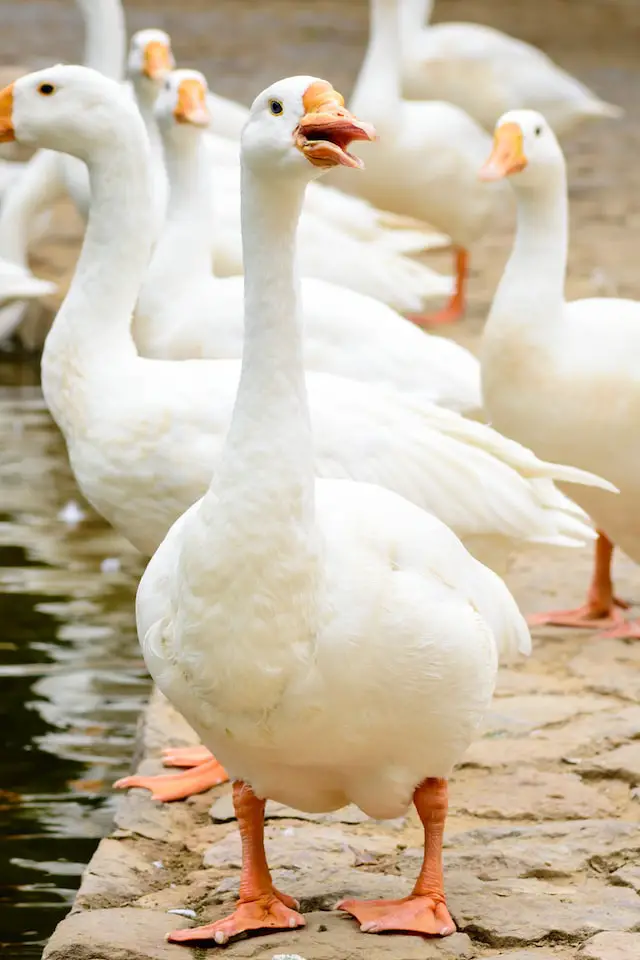 The plural of goose is geese