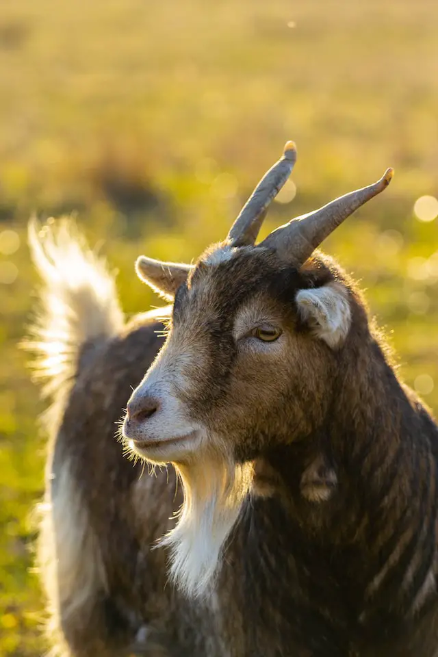 The plural of goat is goats