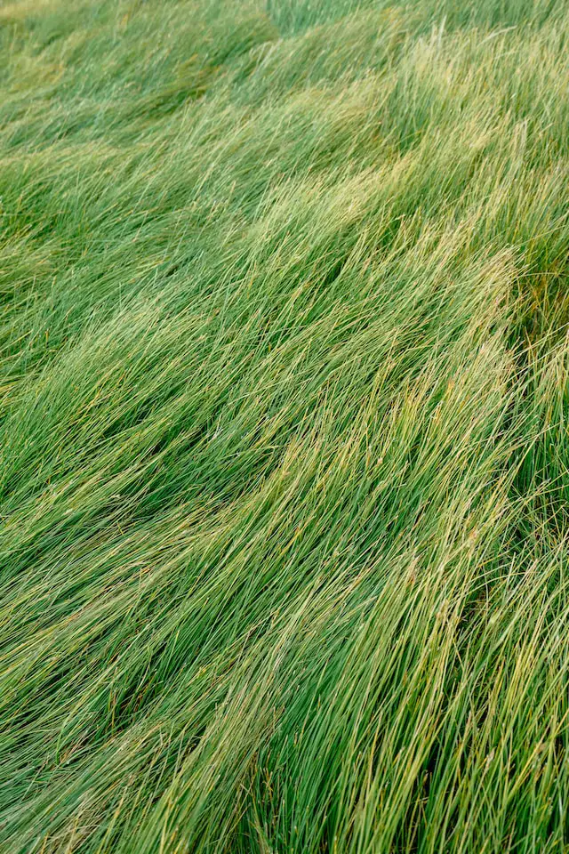 The plural of grass is grasses