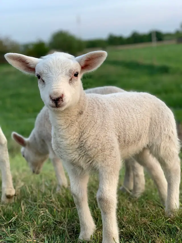 The plural of lamb is lambs