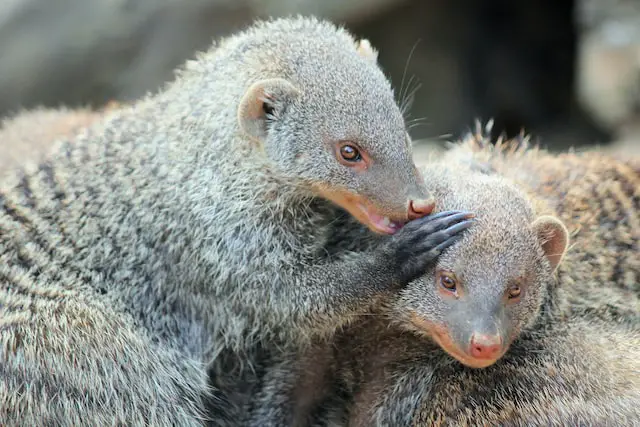 The plural of mongoose is mongooses