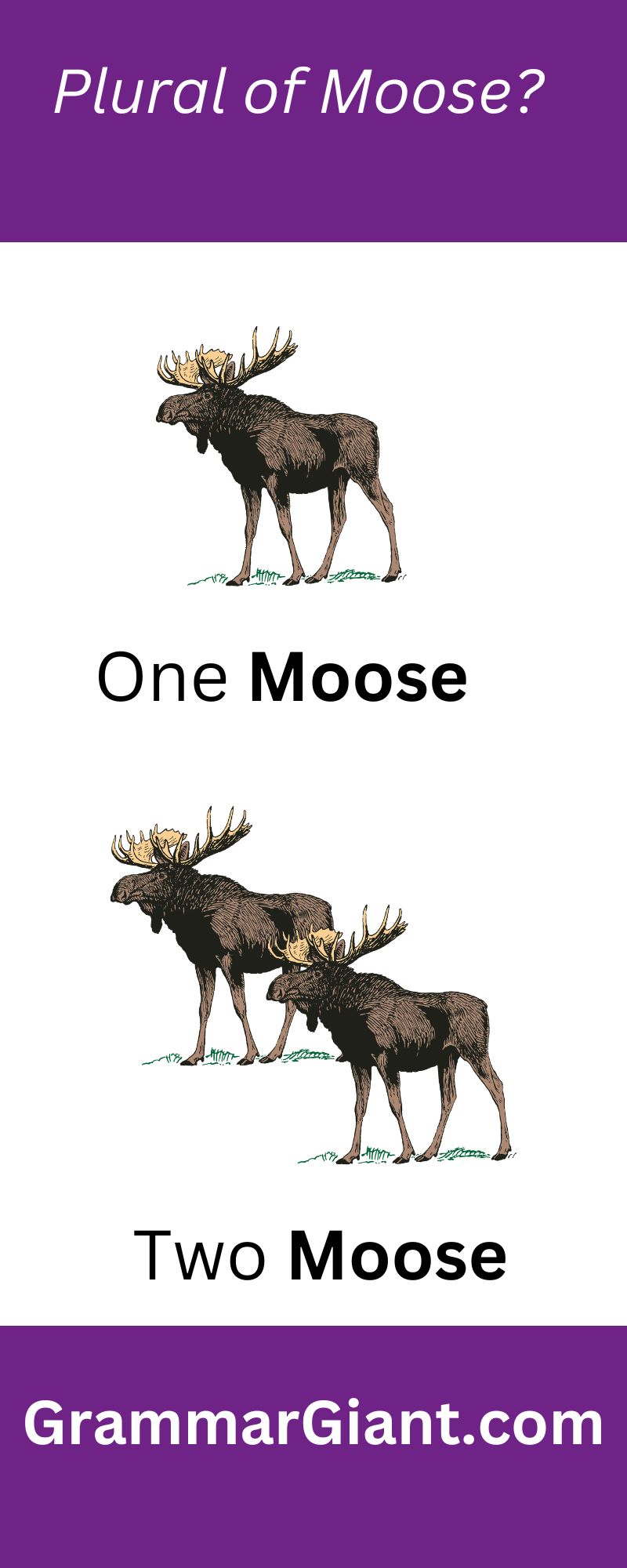 Plural of moose