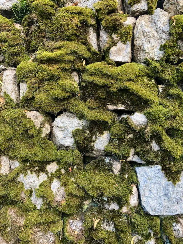 The plural of moss is mosses