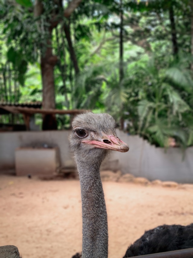 The plural of ostrich is ostriches