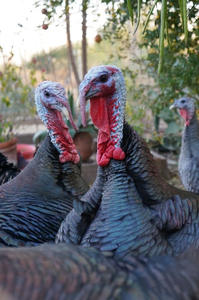 The plural of turkey is turkeys